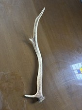 Large Red Deer Antler