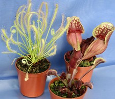 3 CARNIVOROUS PLANTS