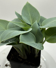 Hosta 'Canadian Blue' 9cm plant pot  FREE POSTAGE ON 5 OR MORE OF ALL PLANTS