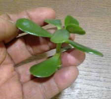 Grow your own Jade Plants-Money Tree- easy to grow unrooted Cuttings