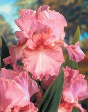 IRIS GERMANICA PINKY-SALMON