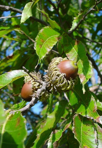 Sawtooth oak acorns organic - oak,