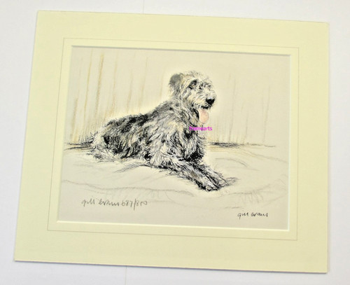 Irish wolfhound gill evans - gill,