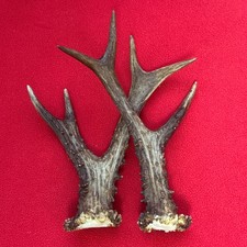 PAIR OF FANCY ROE DEER ANTLERS