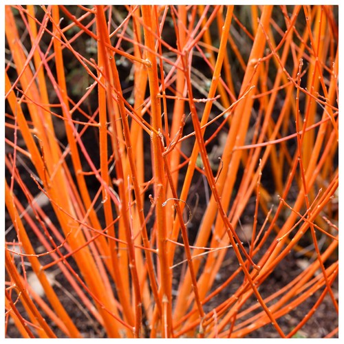 Common dogwood plants - dogwood,