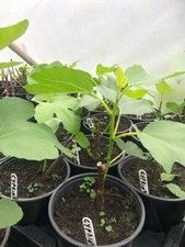 FIG CYPRUS SWEET BROWN