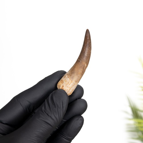 Plesiosaur dinosaur tooth - plesiosaur,