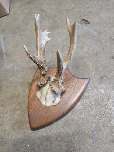 Beautiful roe deer buck - deer,
