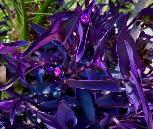 Jew cuttings purple - cuttings,