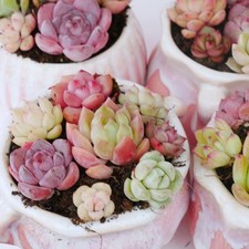 Succulent Bundle ~7-8pcs (can