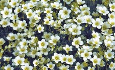6  Saxifraga White Snow Carpet