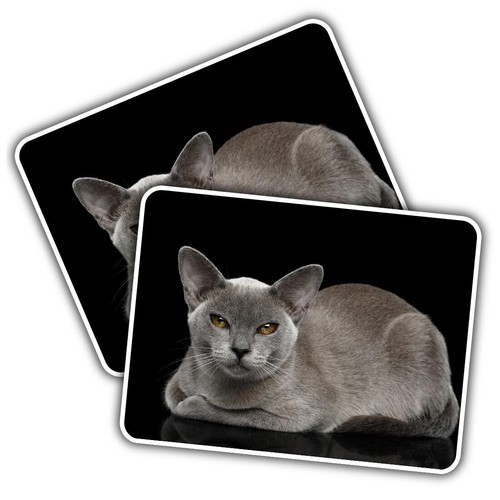 Vinyl sticker burmese cat - 2x,