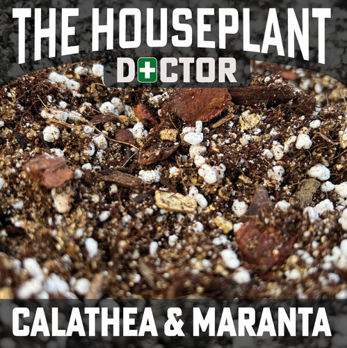 Calathea compost soil prayer - calathea, (prayer