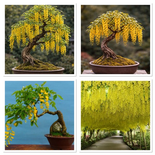 Laburnum bonsai starter - , tree