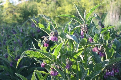 Comfrey root cuttings - comfrey,