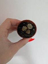 Lithops Houseplant