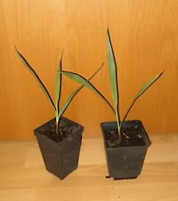 1 x Filibusta Hybrid Plant, Filifera/ Robusta, Washingtonia, Hardy -15°C