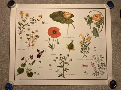 Fitchew vintage botanical - vintage,