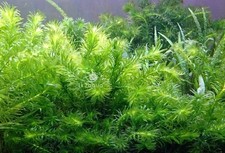 Elodea Densa x 10 Oxygenating