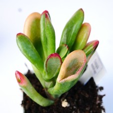 Crassula Hobbit variegata in