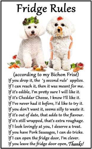 Bichon frise gift fridge - frise,