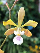 Encyclia oncidioides. Strong Flowering Orchid Fragrance. Strong flowering perfurmed O.