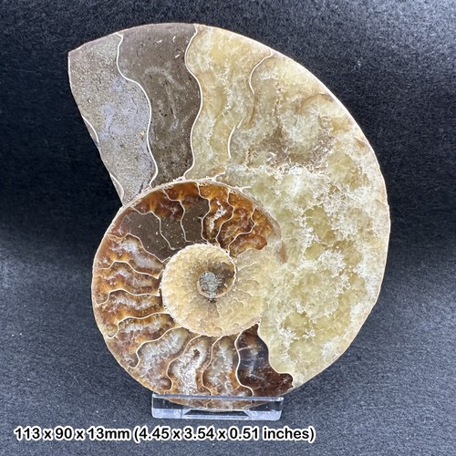 Cleoniceras ammonite fossil