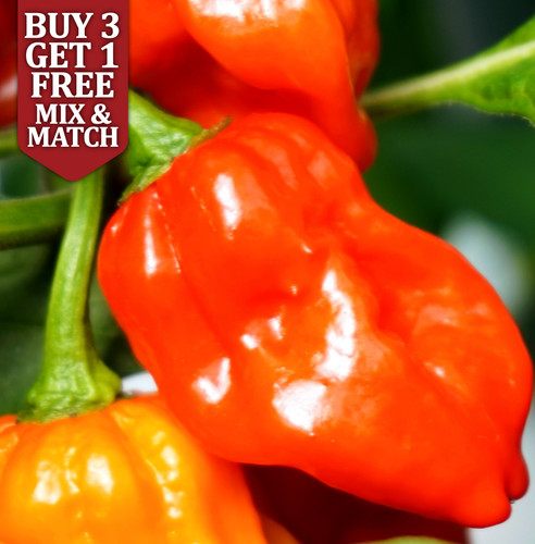 Ghost pepper bhut jolokia - pepper,