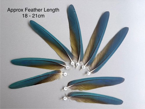 Parrot macaw feather - parrot,