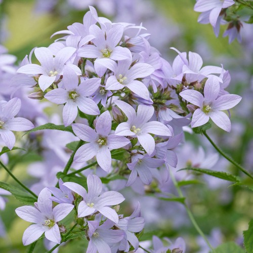 Campanula prichard variety - prichard's,
