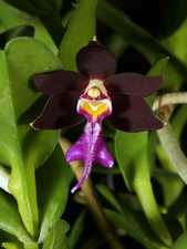 Rare Trichoglottis