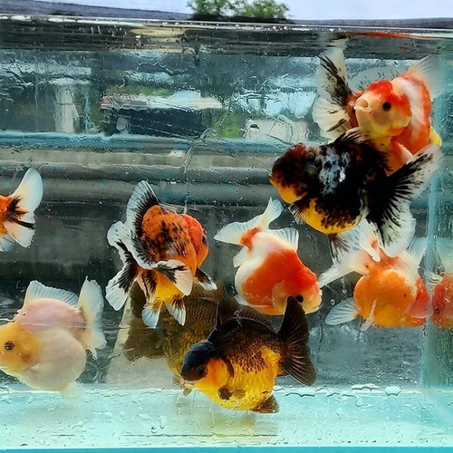 Live premium fancy - live, goldfish
