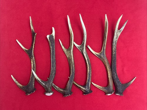 Pieces sika deer antlers - deer,