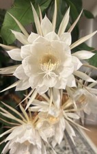 1 Epiphyllum Cactus  'Queen of