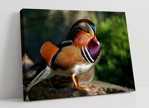 Mandarin duck large canvas - duck,