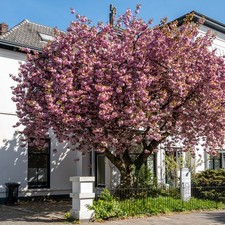 You Garden - Flowering Cherry