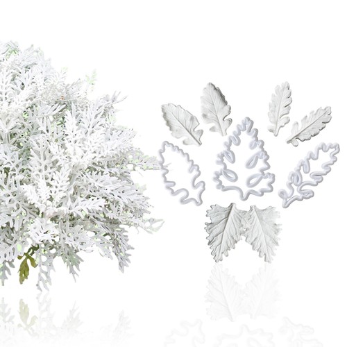 Senecio cineraria fondant - cineraria, mold