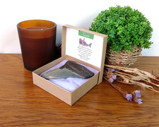 Megalodon Shark Tooth Fossil