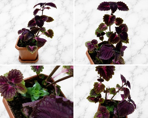 Mixed houseplant arrangement - houseplant,