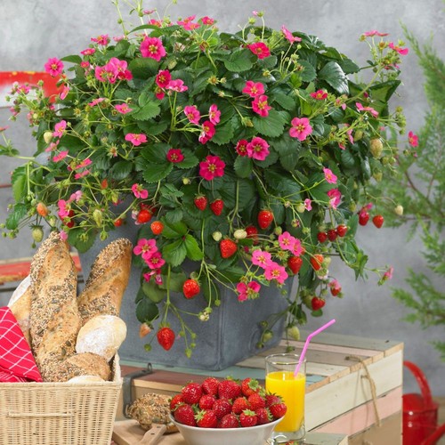 Strawberry toscana rhs award - toscana,