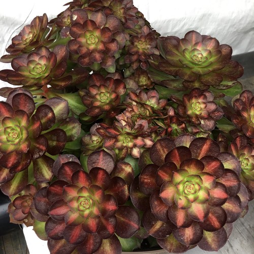 Aeonium halloween milky white - aeonium,