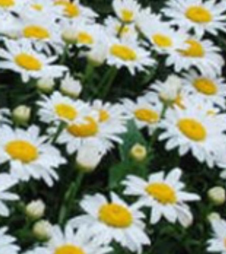 Shasta daisy plug - shasta, x6