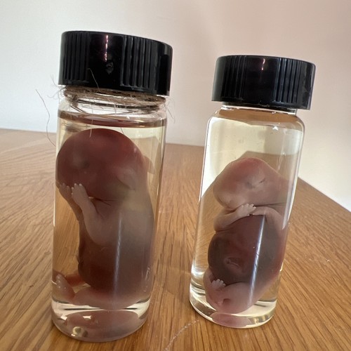 Small fetal rabbit - fetal,