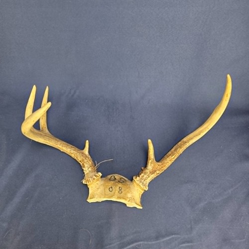 Vintage whitetail deer antler - vintage,