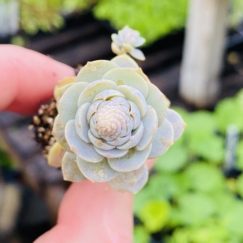 Orostachys iwarenge chinese - iwarenge,