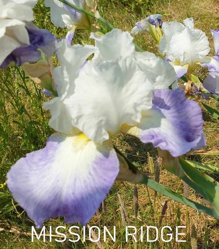 Iris germanica mission - -,