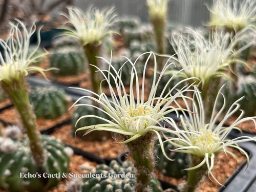 Cactus lobivia shinshowa - cactus-, 'shinshowa'