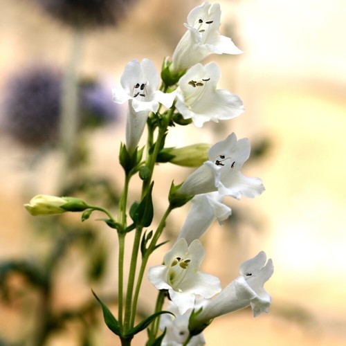 Penstemon wedding day jumbo - penstemon,