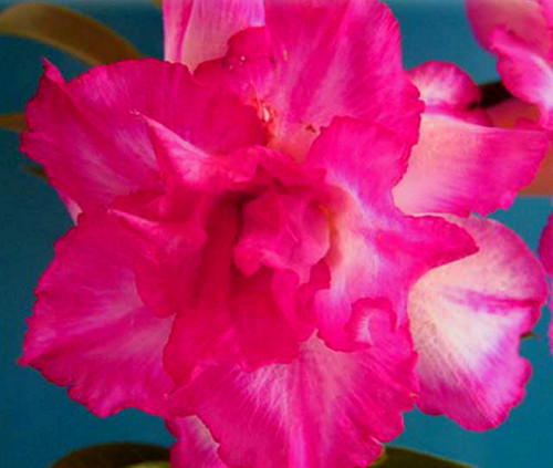 100 adenium obesum seeds - 100,