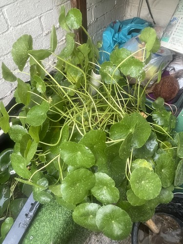 Water gotu kola hydrocotyle - water, gotu-kola,